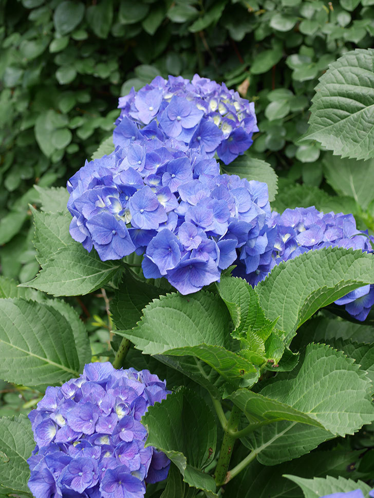 青いアジサイの花。2022年-035.jpg