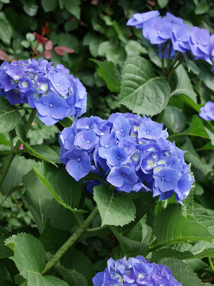 青いアジサイの花。2022年-036.jpg