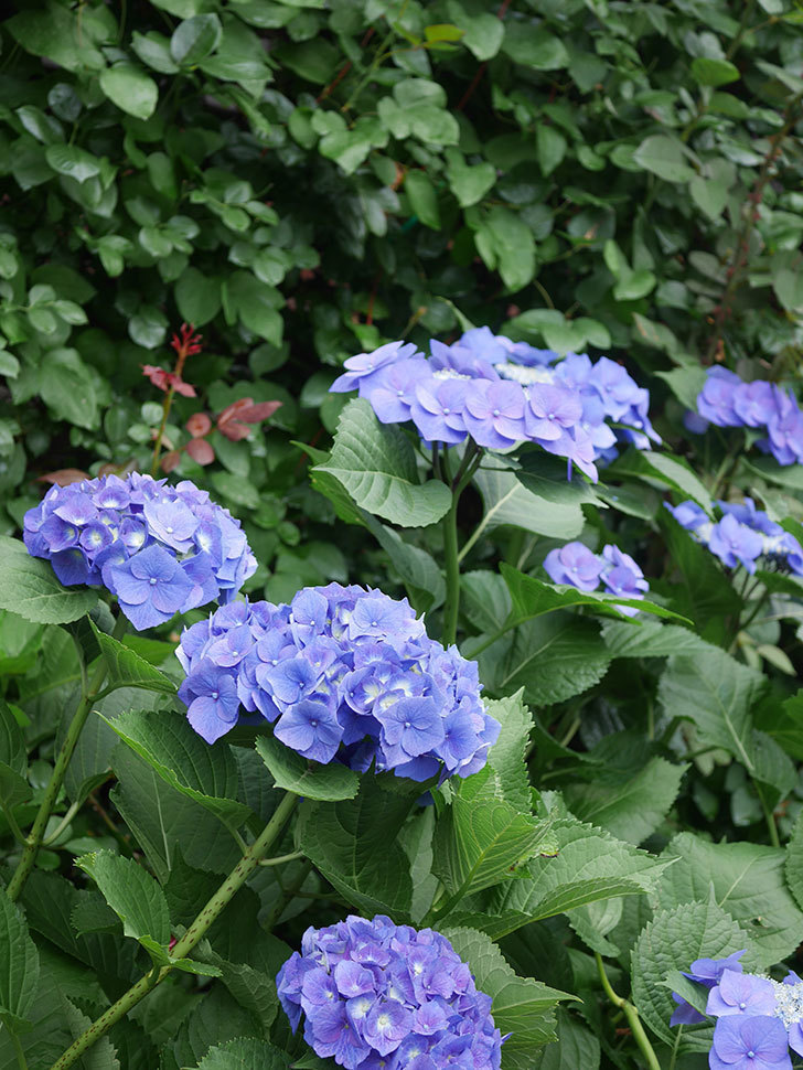 青いアジサイの花。2022年-037.jpg