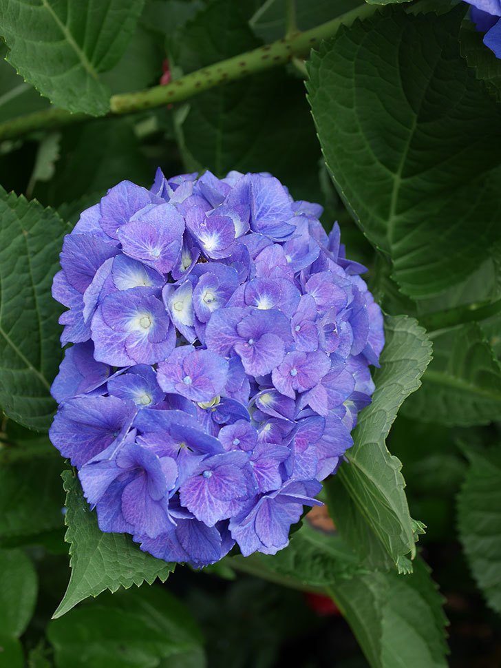 青いアジサイの花。2022年-038.jpg