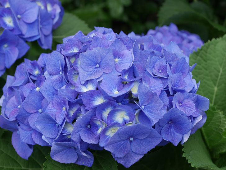 青いアジサイの花。2022年-039.jpg