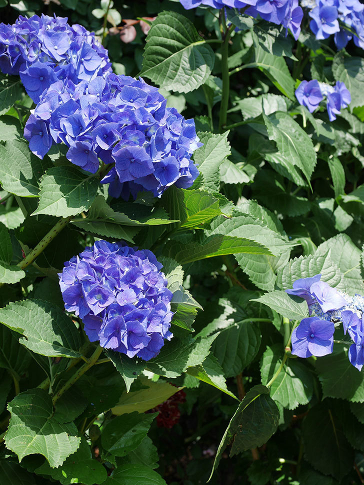 青いアジサイの花。2022年-040.jpg