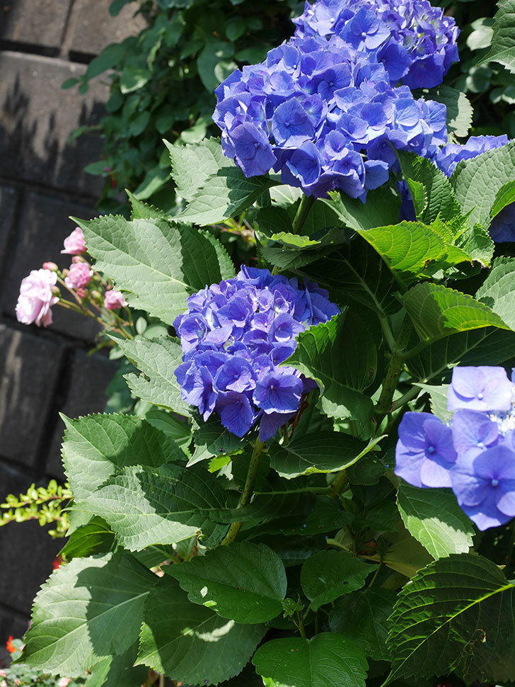 青いアジサイの花。2022年-041.jpg