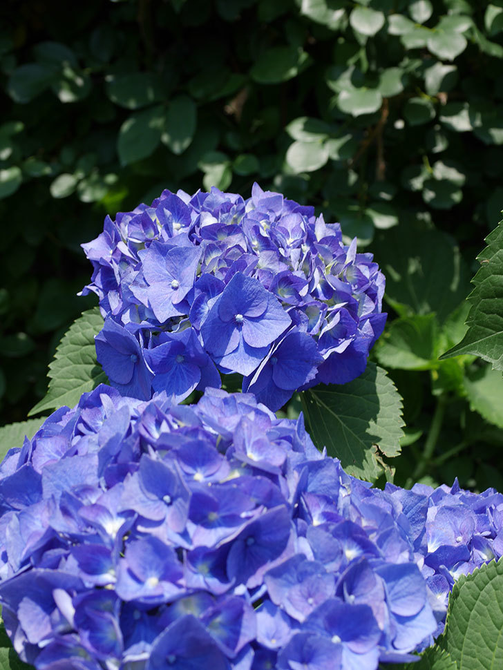 青いアジサイの花。2022年-043.jpg