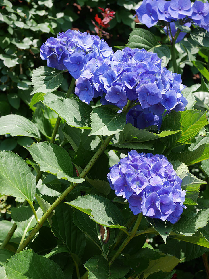 青いアジサイの花。2022年-045.jpg