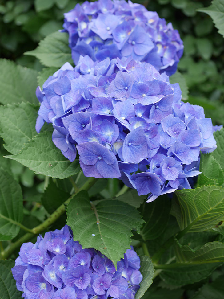 青いアジサイの花。2022年-046.jpg