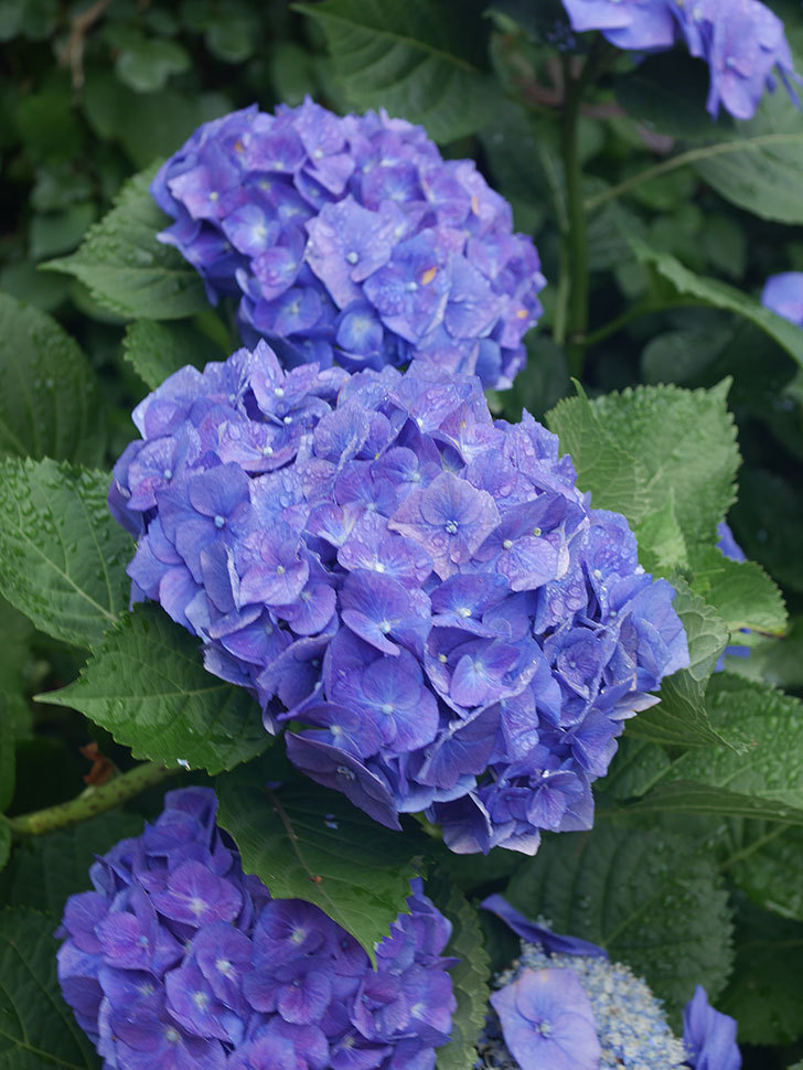 青いアジサイの花。2022年-049.jpg