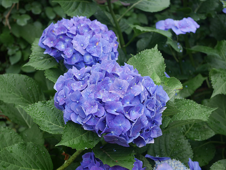 青いアジサイの花。2022年-050.jpg