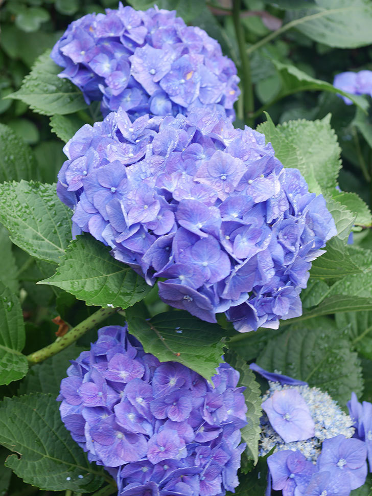 青いアジサイの花。2022年-051.jpg