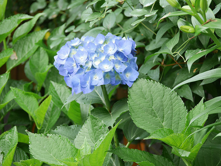 青いアジサイの花が咲いた。2021年-004.jpg