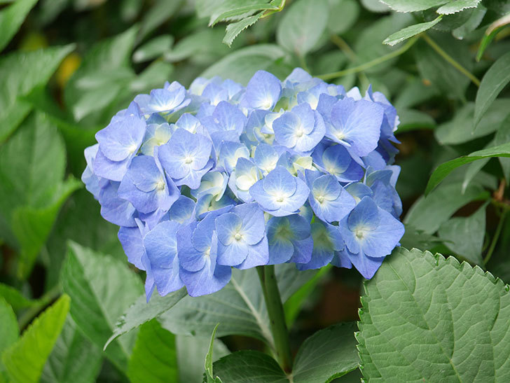 青いアジサイの花が咲いた。2021年-005.jpg
