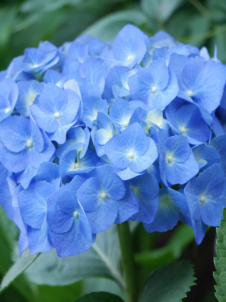 青いアジサイの花が咲いた。2021年-010.jpg