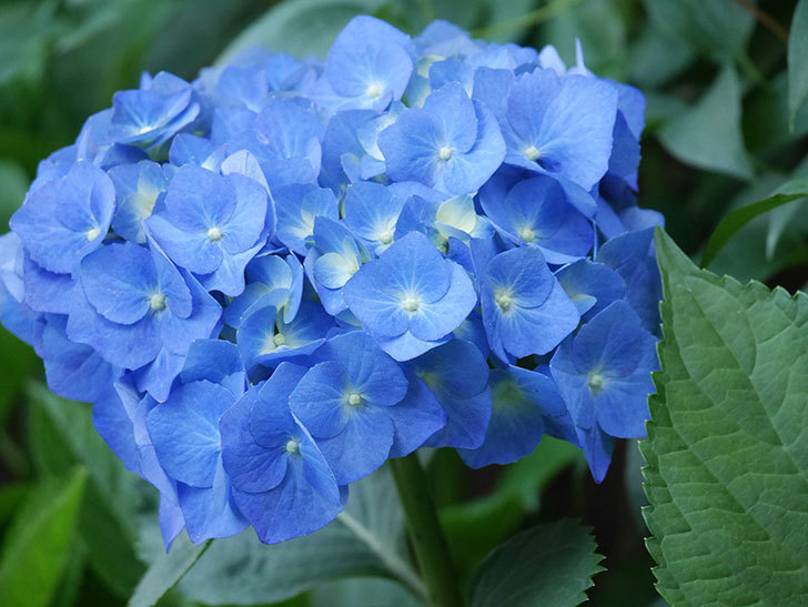 青いアジサイの花が咲いた。2021年-011.jpg