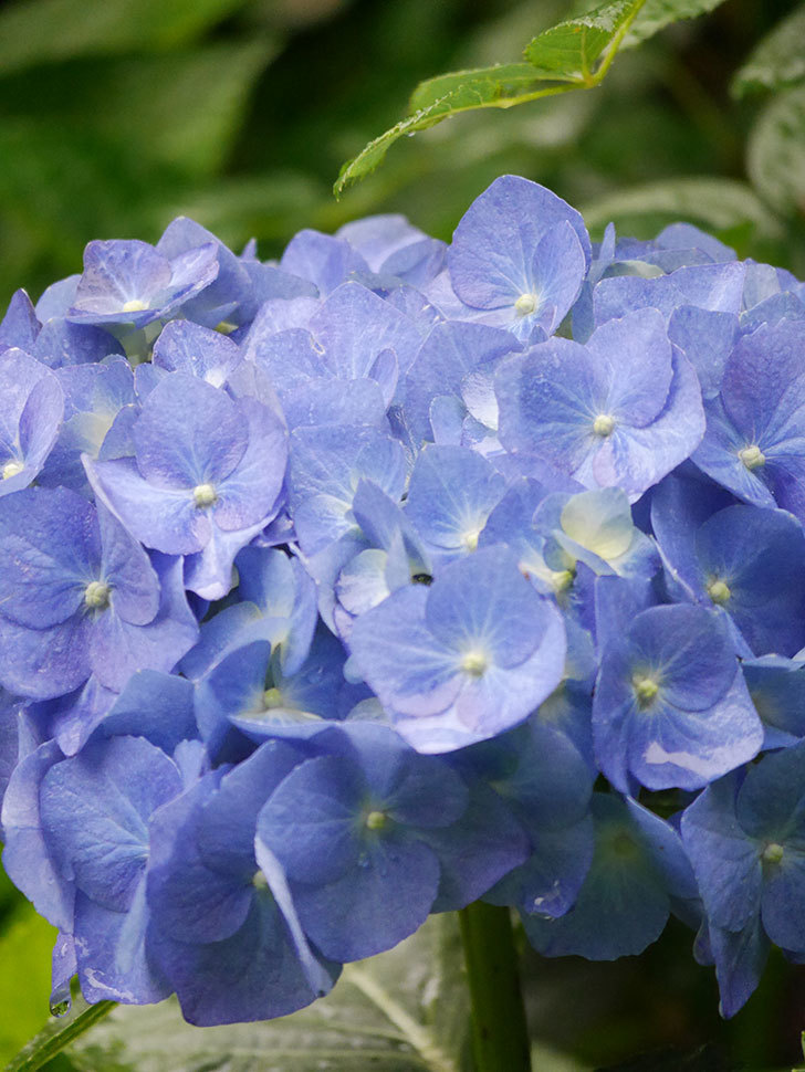 青いアジサイの花が咲いた。2021年-022.jpg