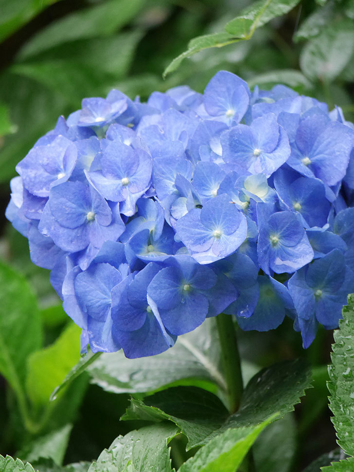 青いアジサイの花が咲いた。2021年-023.jpg