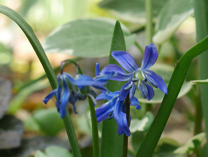 青いシラー・シベリカの花が増えてきた。2019年-2.jpg