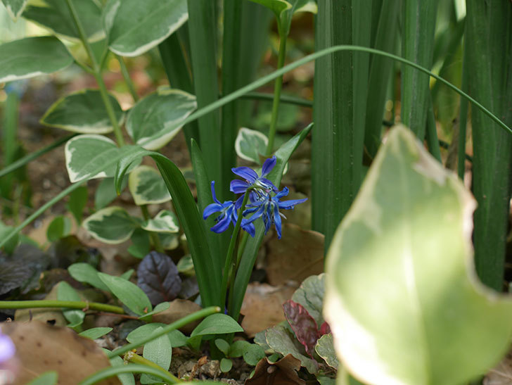 青いシラー・シベリカの花が増えてきた。2019年-3.jpg