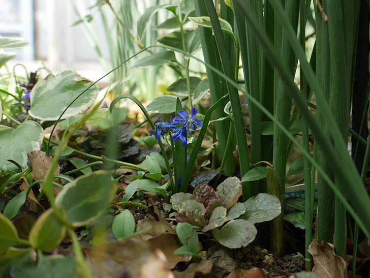 青いシラー・シベリカの花が増えてきた。2019年-4.jpg