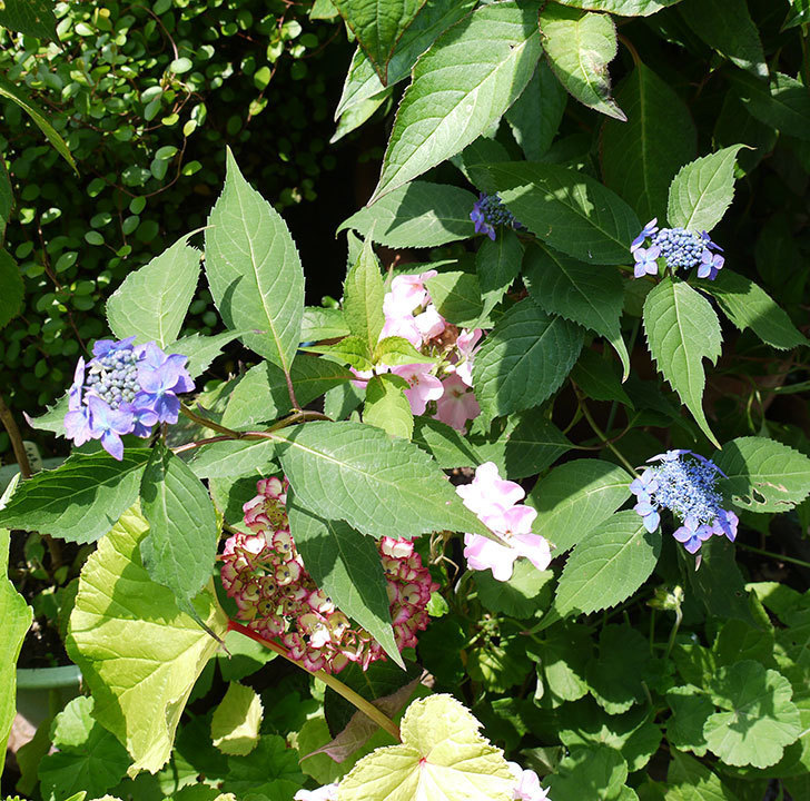 青いヤマアジサイが咲いた。2017年-4.jpg