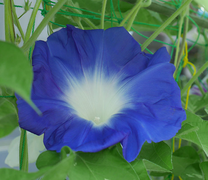 青い筒白（陽光抜け）のアサガオが咲いた。2018年-2.jpg
