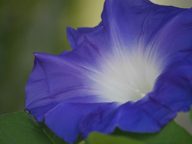 青い筒白（陽光抜け）のアサガオが咲いた。2020年-006.jpg