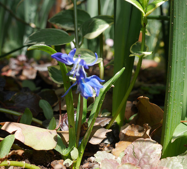青のシラー・シベリカの花が咲いた。2019年-3.jpg