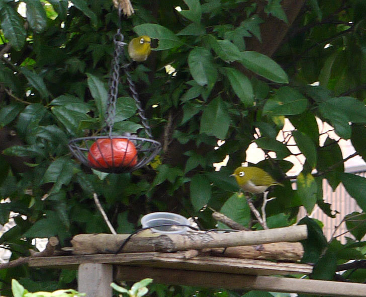 鳥の餌台に置いた柿を食べにメジロが来た2.jpg