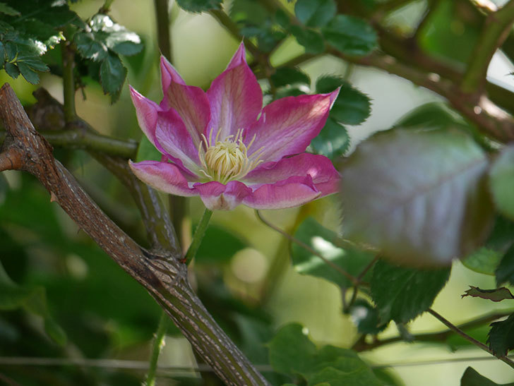 麻生(アサオ)（早咲き大輪系 パテンス系 旧枝咲き）に2個目の花が咲いた。2021年-030.jpg