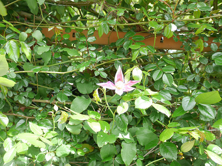 麻生(アサオ)（早咲き大輪系 パテンス系 旧枝咲き）の花が少し咲いた。2022年-001.jpg