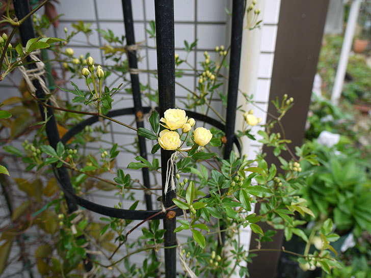 黄モッコウバラが咲きだした。2017年-5.jpg