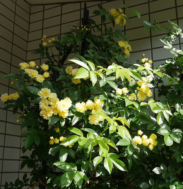 黄モッコウバラ（ツルバラ）が咲いた。2018年-2.jpg