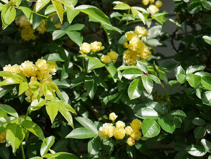 黄モッコウバラ（ツルバラ）が咲いた。2018年-3.jpg