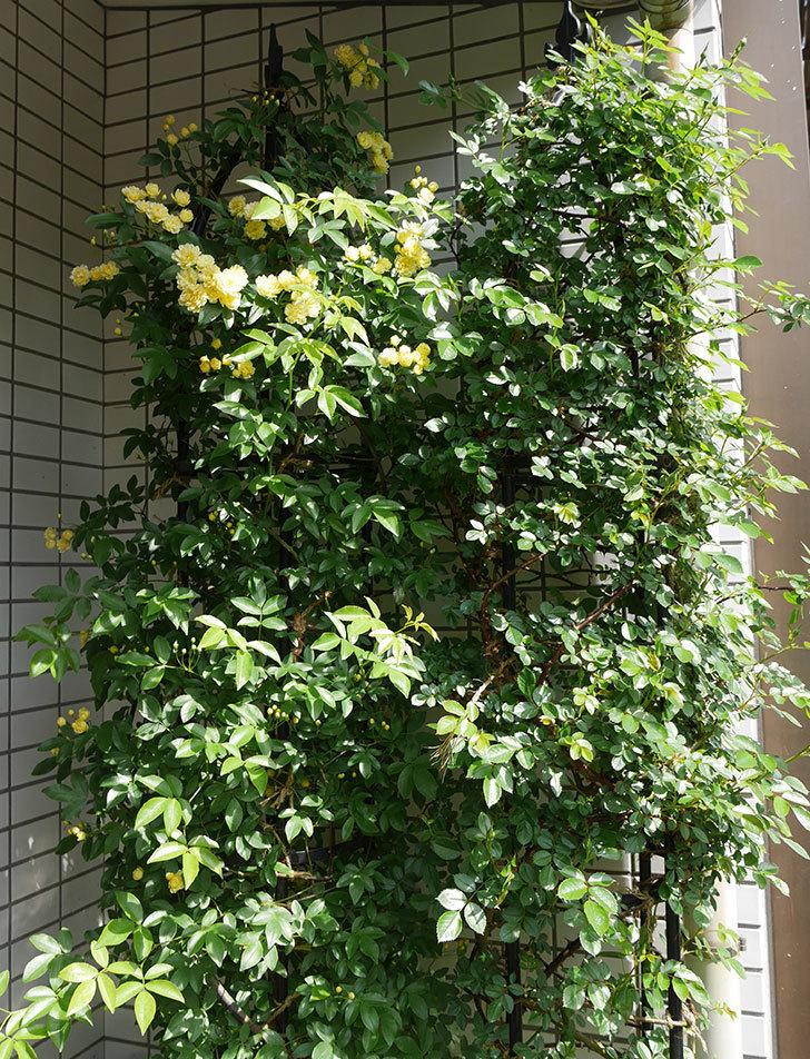 黄モッコウバラ（ツルバラ）が咲いた。2018年-4.jpg