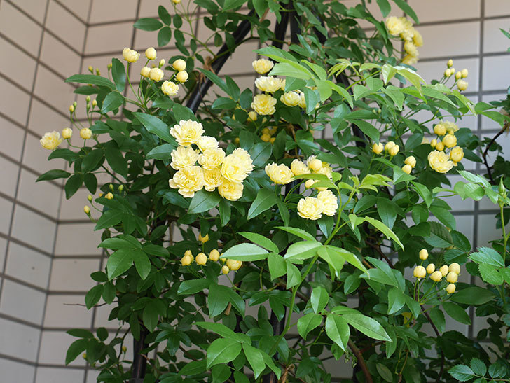 黄モッコウバラ（ツルバラ）が咲いた。2018年-5.jpg