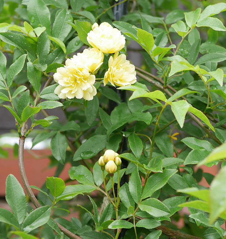黄モッコウバラ（ツルバラ）が咲いた。2019年-8.jpg