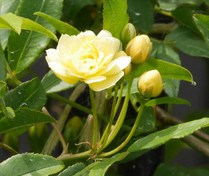黄モッコウバラ（ツルバラ）の花が咲きだした。2019年-1.jpg