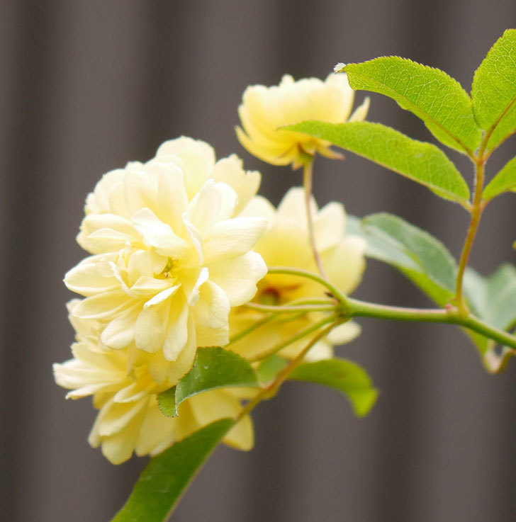 黄モッコウバラ（ツルバラ）の花が増えて来た。2019年-15.jpg