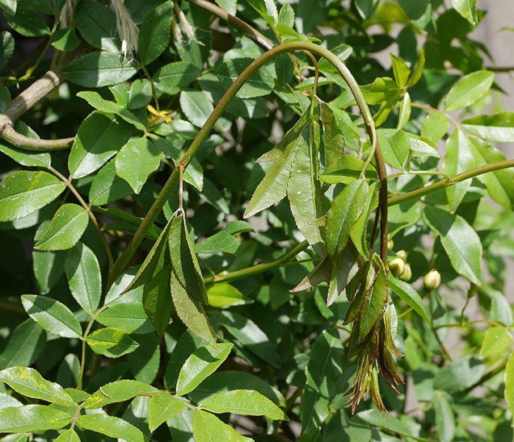 黄モッコウバラ（ツルバラ）の蕾付の新枝が1本バラクキバチにやられて萎れた。2019年-1.jpg