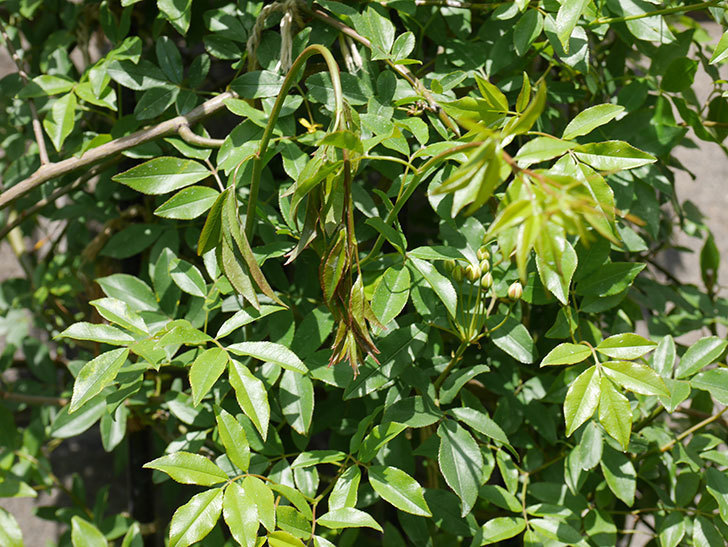 黄モッコウバラ（ツルバラ）の蕾付の新枝が1本バラクキバチにやられて萎れた。2019年-2.jpg