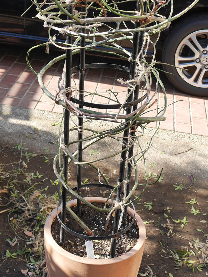 黄モッコウバラ（ツルバラ）の鉢植えをオベリスクに誘引した。2019年-10.jpg