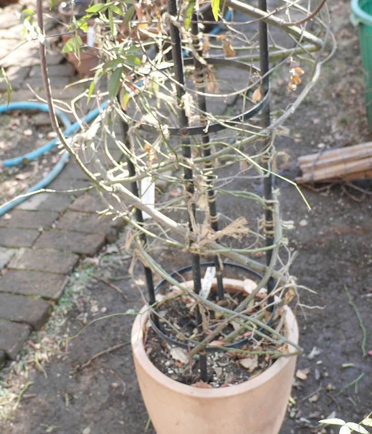 黄モッコウバラ（ツルバラ）の鉢植えをオベリスクに誘引した。2019年-4.jpg