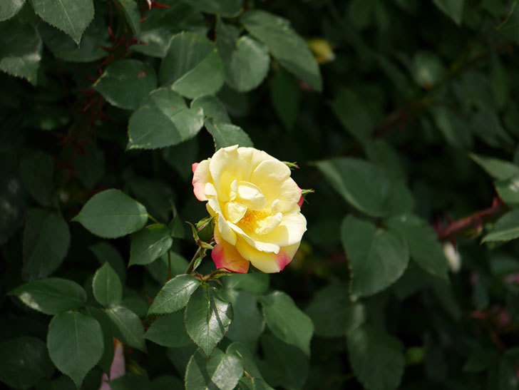 黄色とオレンジのバラ(木立バラ)が咲いた。2019年-4.jpg