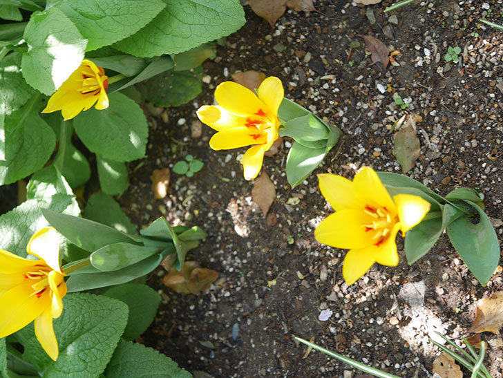 黄色のチューリップの花がたくさん咲いた。2022年-022.jpg