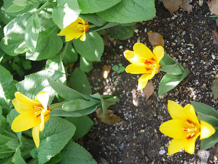 黄色のチューリップの花がたくさん咲いた。2022年-029.jpg