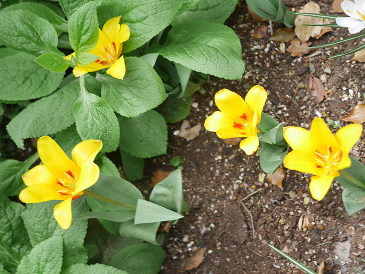 黄色のチューリップの花がたくさん咲いた。2022年-043.jpg