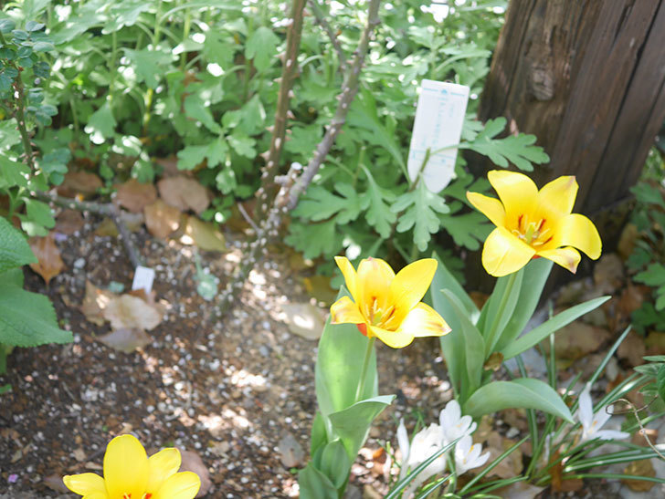黄色のチューリップの花がたくさん咲いた。2022年-054.jpg