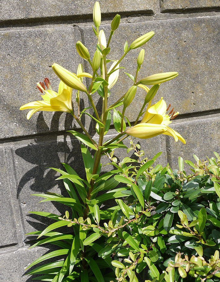 黄色のユリが咲いた。2016年-6.jpg