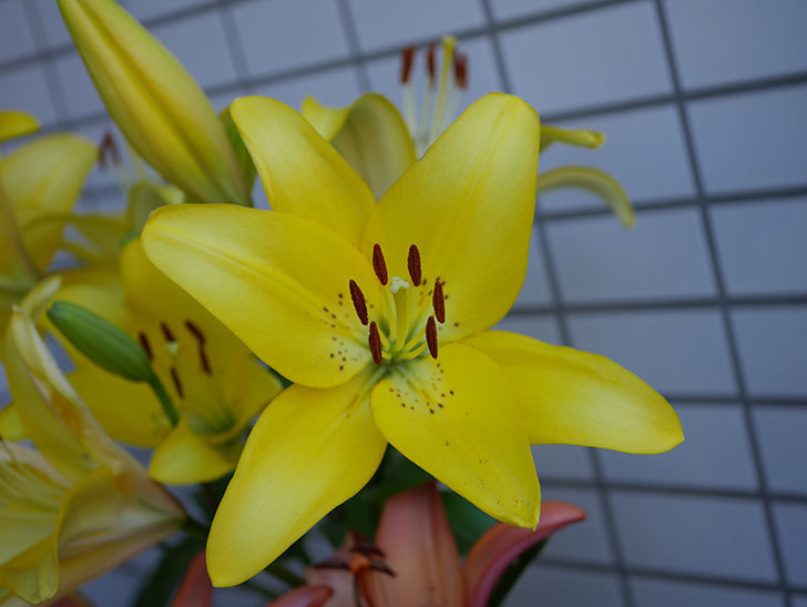 黄色のユリの花がたくさん咲いた。2019年-4.jpg